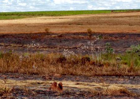 PMA autua usina por incêndio em cana sem autorização na região